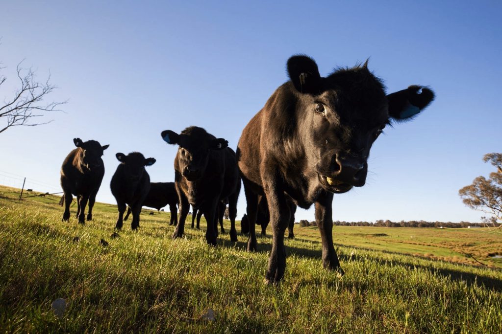Sample Country Choice Black Angus cattle on pasture
