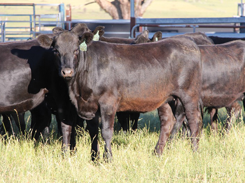Black Angus feeder cattle at an Sample Country Choice feedlot